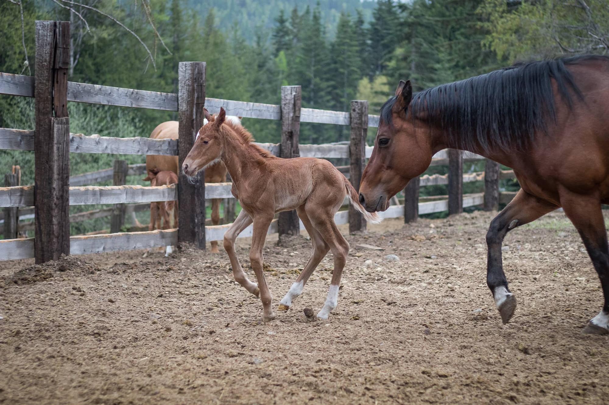 Appaloosa Sorrel Filly loping in front of her mother