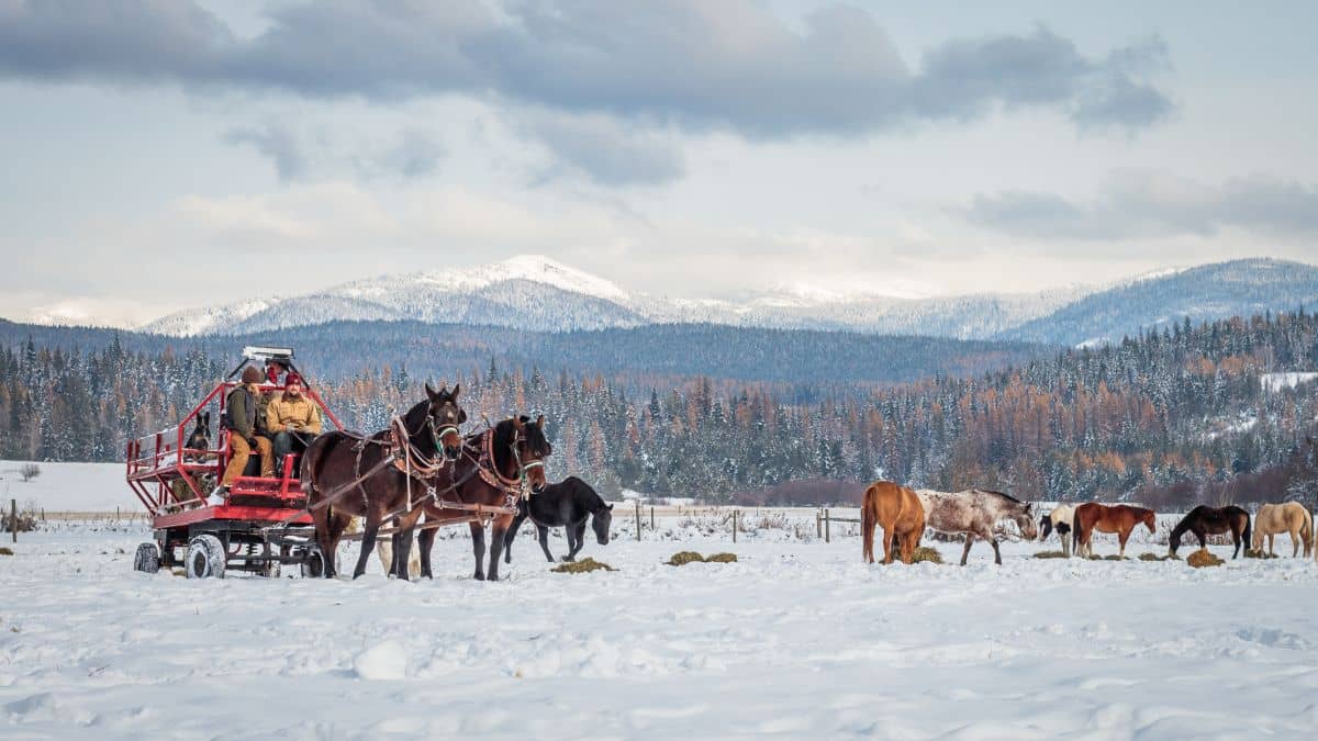 Jake and Julie, bay draft horses pulling a wagon in a snow covered field