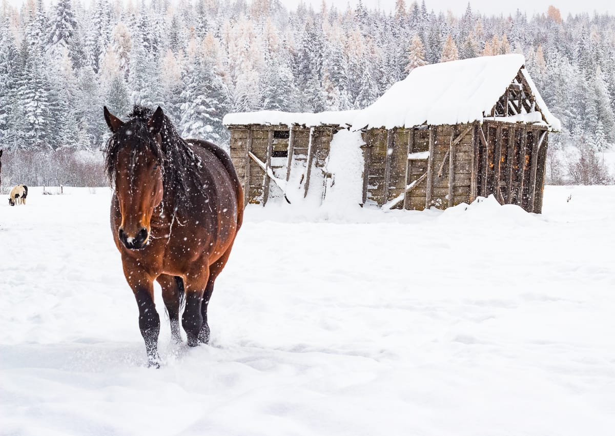 Draft horse walking through snow with old snow covered building in the background