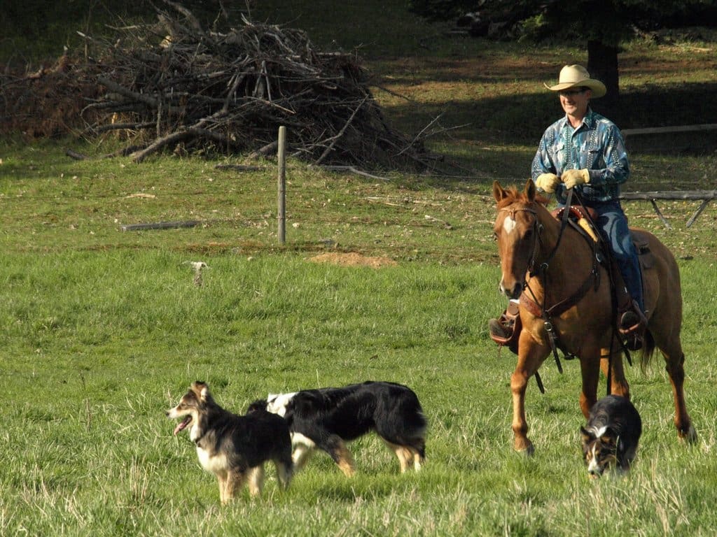 Roley riding a good ranch horse across a field with dogs following him