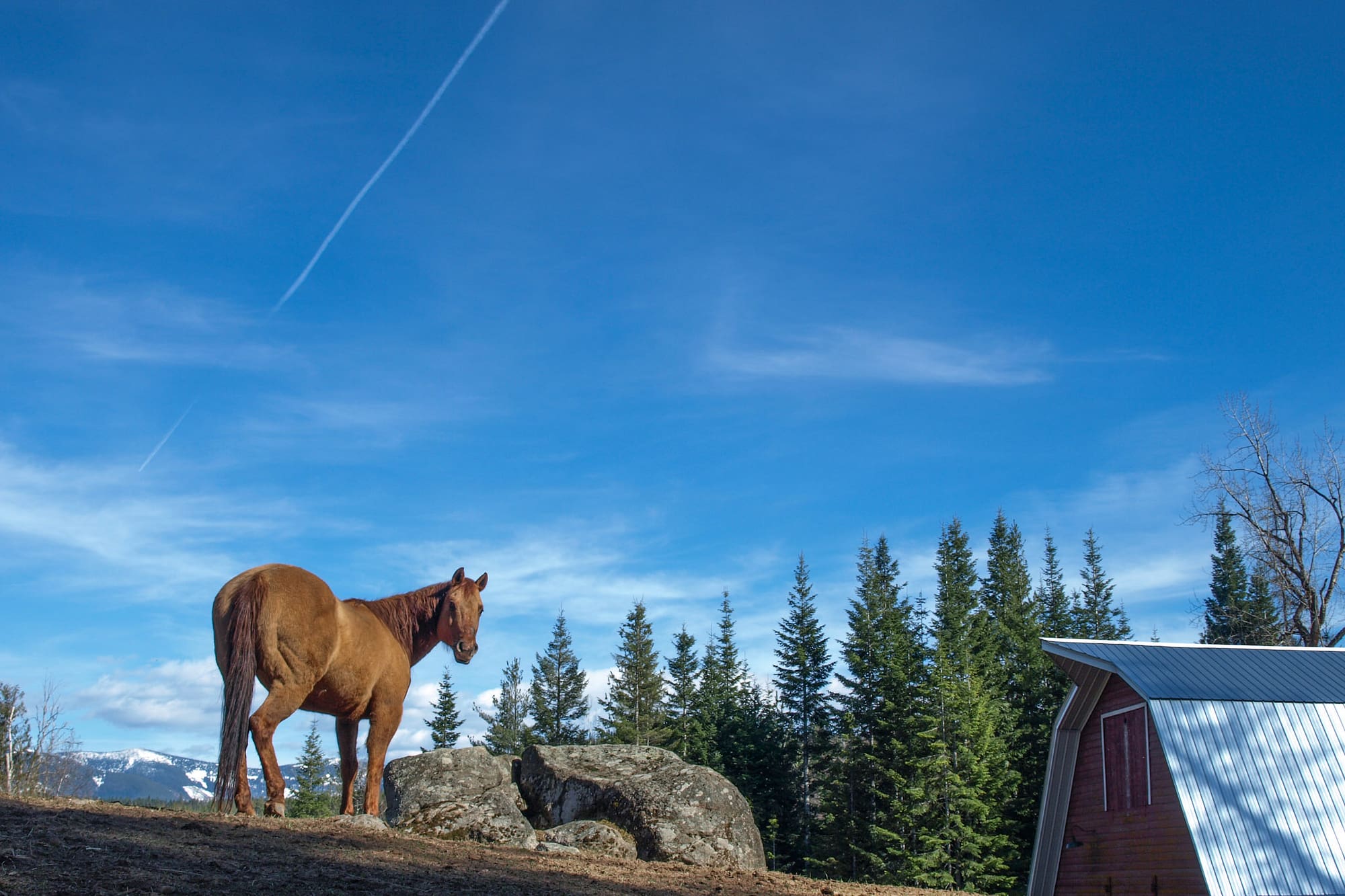 Western Pleasure Guest Ranch horse standing on a ridge above a barn with blue sky above
