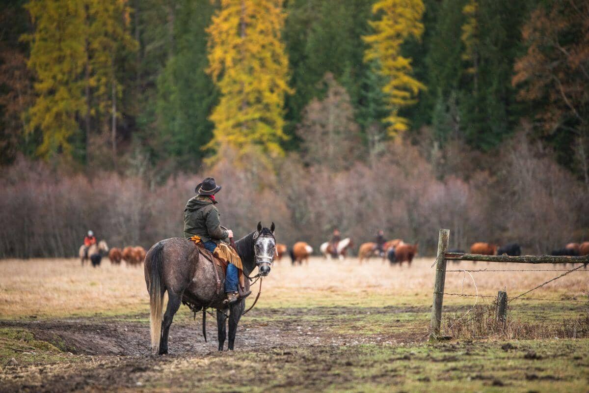 Cowboy on horseback standing in a gate with cattle and fall colors in the background