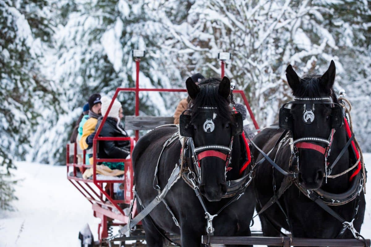 Red sleigh being pulled by two black Percheron draft horses through the snow covered forest on an Idaho sleigh ride