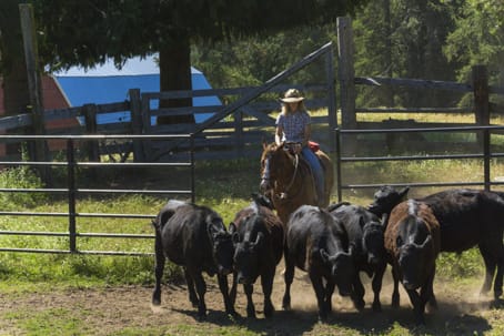 cowgirl riding a ranch horse pushing black cows through a gate