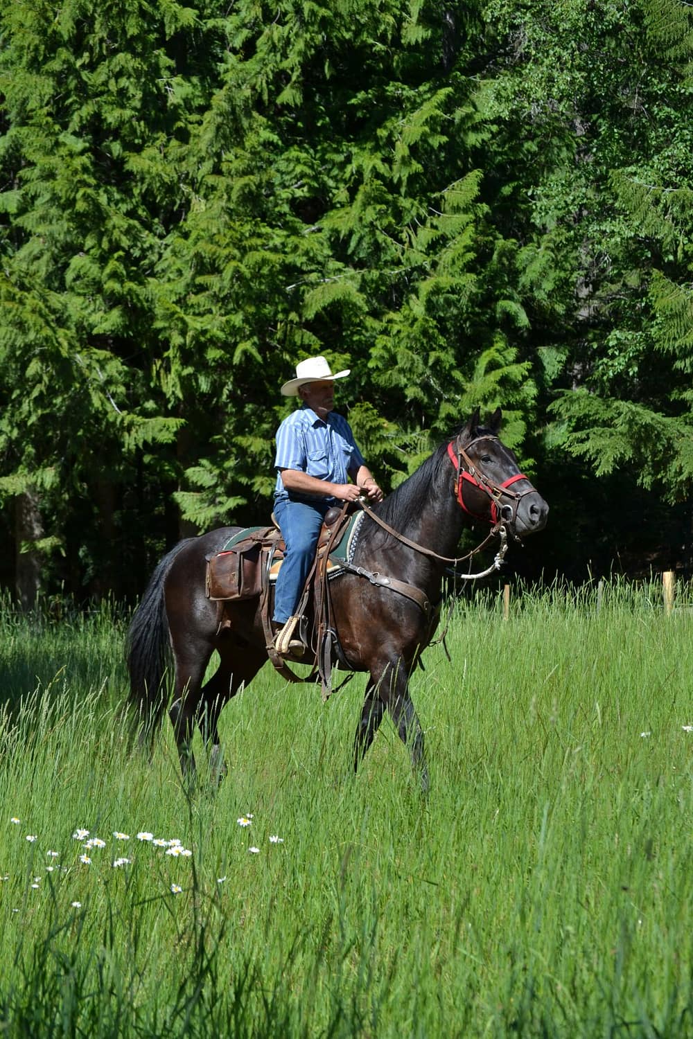 Cowboy riding black horse on a trail ride through forest and tall green grass