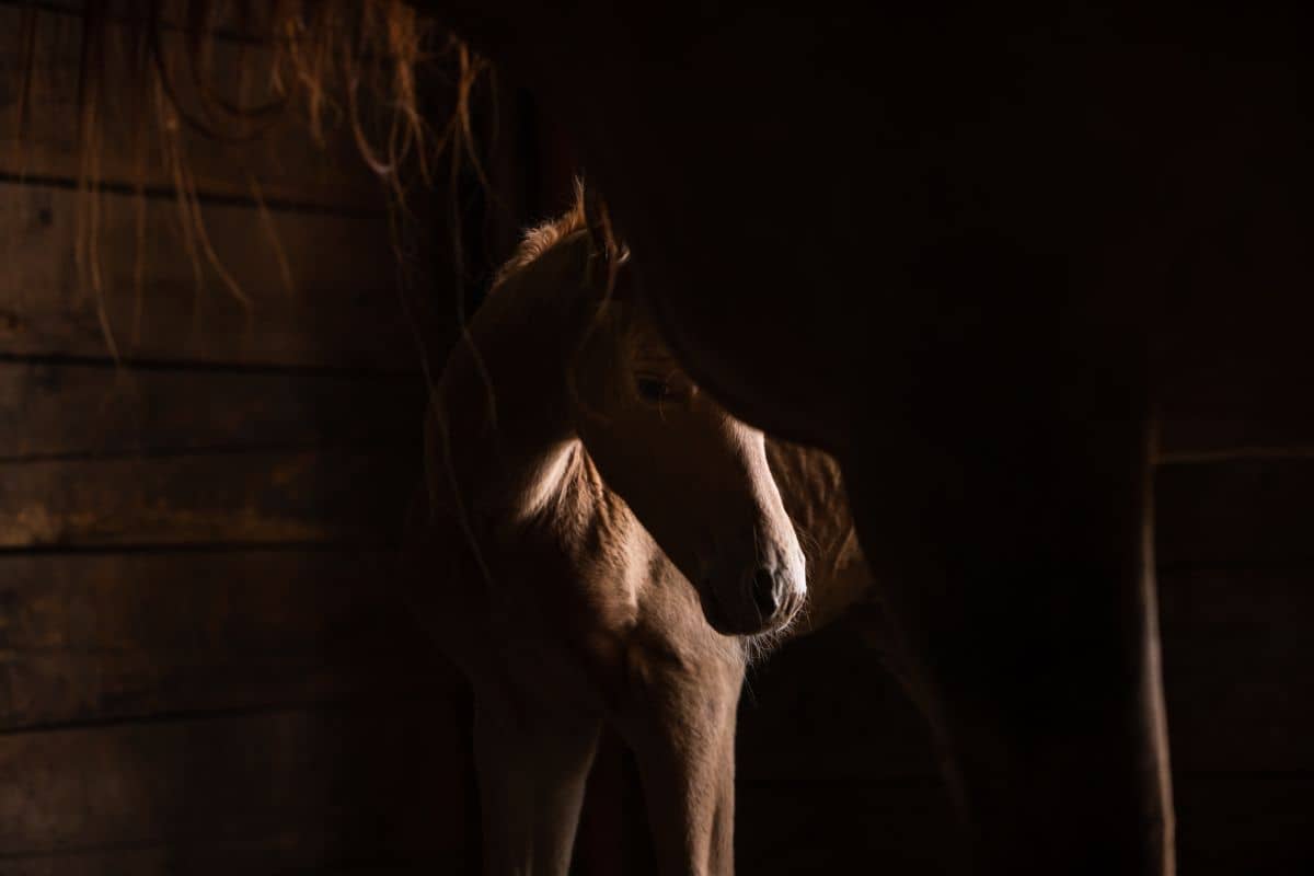foal in stall with mother with catch light on the baby's nose