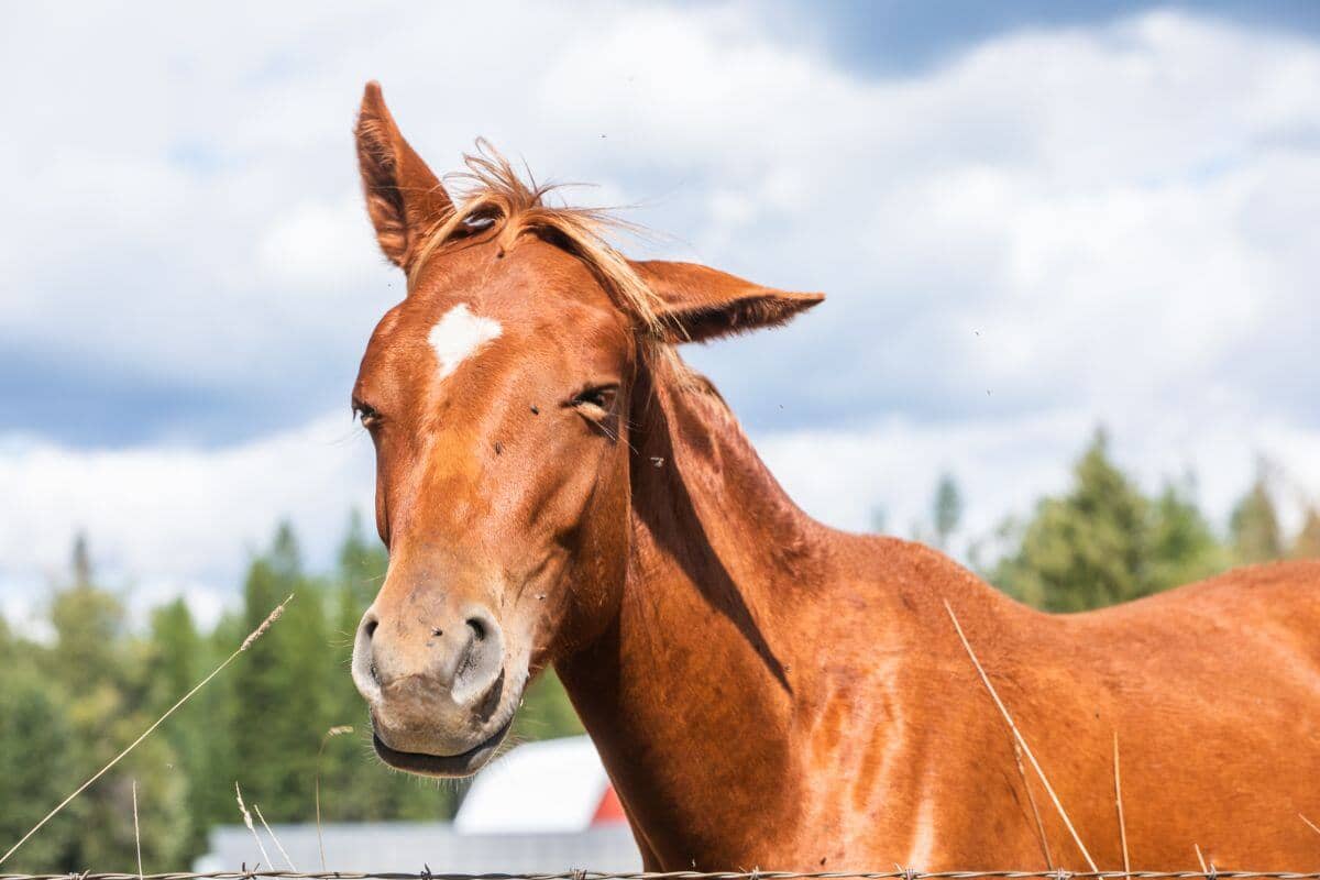 sorrel colored ranch horse with eyes closed, one ear pointed up and one ear pointed to the side in a goofy expression