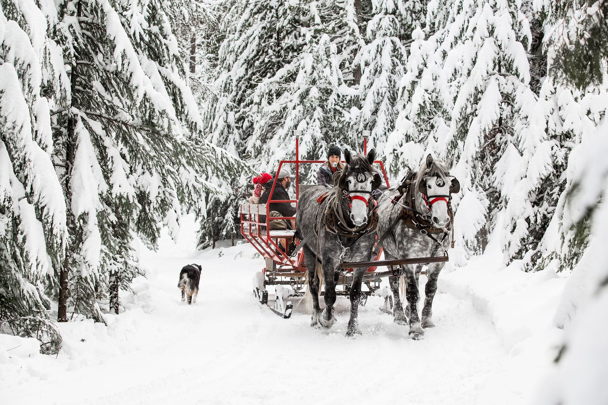 Sleigh Ride through a winter wonderland snow covered forest
