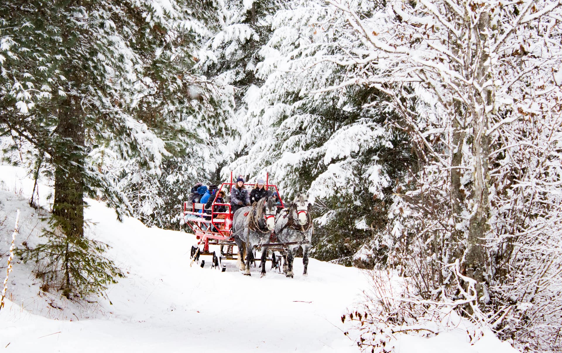 sleigh rides walking through the trees covered in snow and pulled by two percheron horses at Western Pleasure Guest Ranch