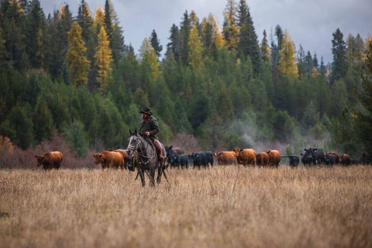cowboy riding a horse in front of a herd of cattle with fall colors in the background