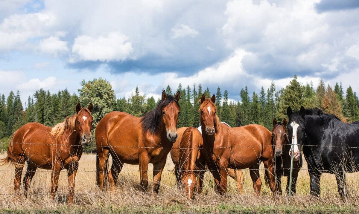 six ranch horses in a field looking over a fence with trees behind and blue cloudy sky overhead