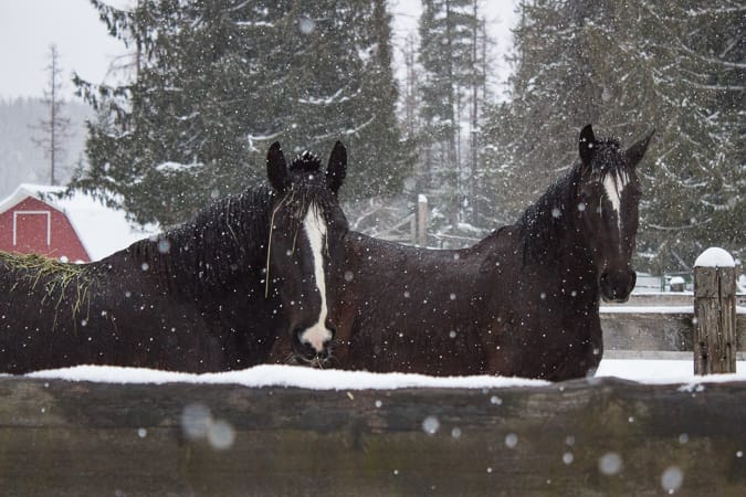 Molly and Dolly Shire cross black mares