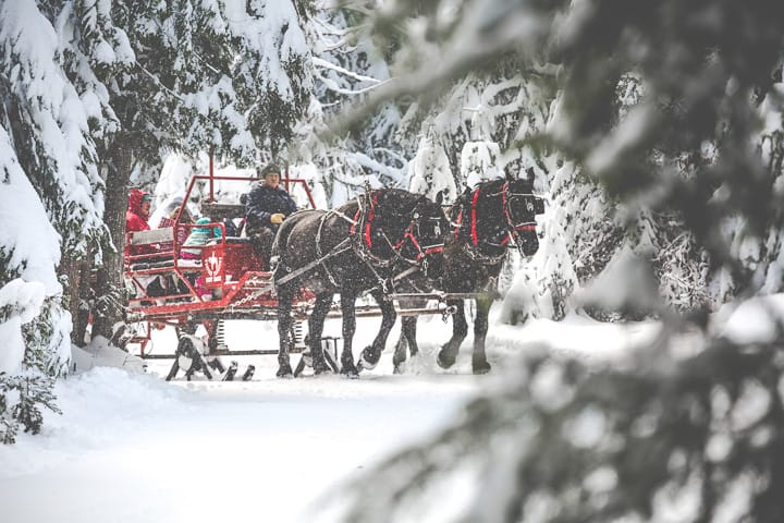Sleigh ride through the forest with two black horses pulling a red sleigh
