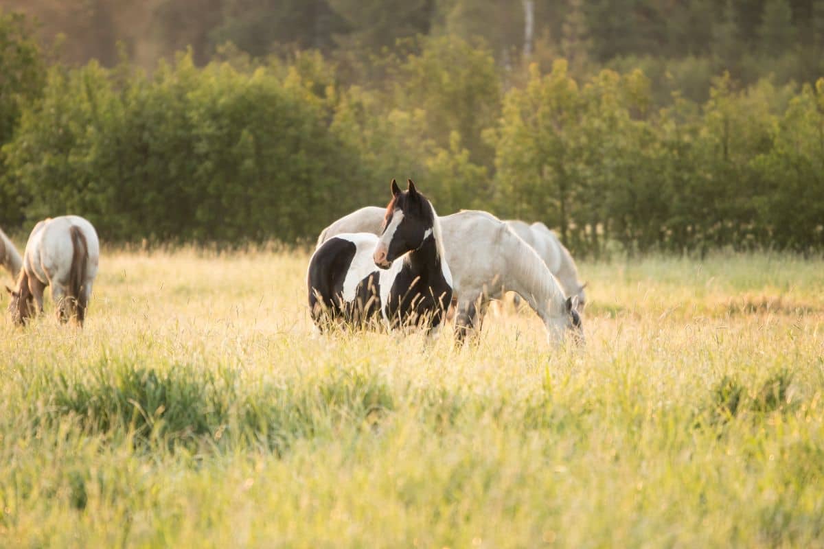 Horses in a meadow of tall green grass. A black and white paint looking up on the alert