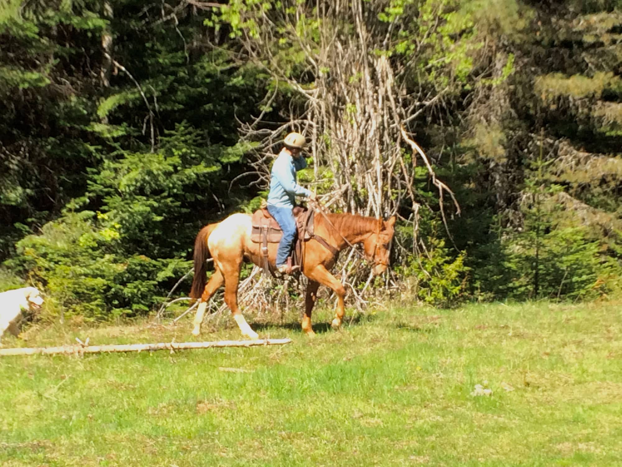 cowboy riding appaloosa horse in green grass