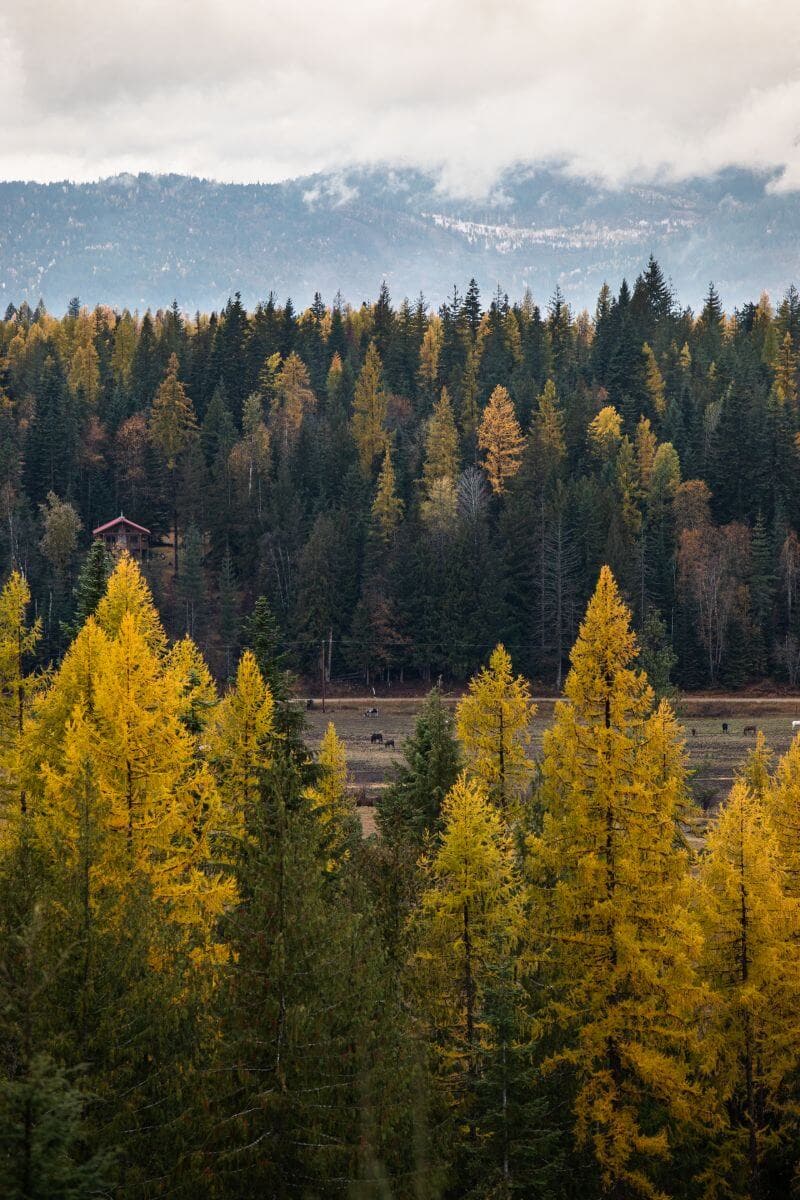 Scenic fall colors on the trees in the Idaho mountains