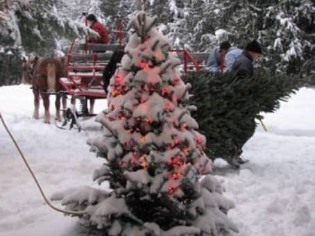 Christmas tree with colorful lights covered in snow a sleigh pulled by horses in the background