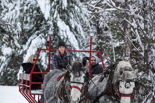 Woman driving a team of grey percheron draft horses on a sleigh ride through the snow Sleigh Ride