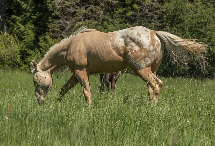 Lucky the ranch horse looking fabulous standing in the green grass