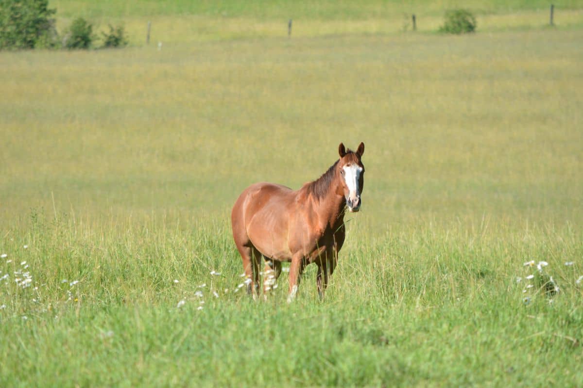 Sorrel Quarter Horse Gelding with a large white blaze on his face standing in a green meadow