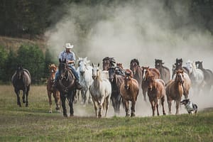 Horse herd running with rider out front photography workshop